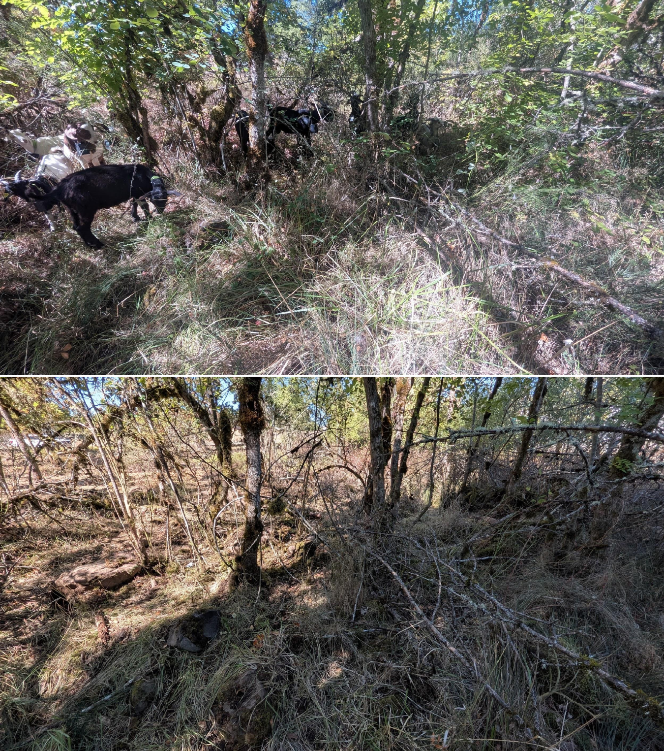 Before and after goat grazing in Lane County, Oregon, 08/27/26, photo 18