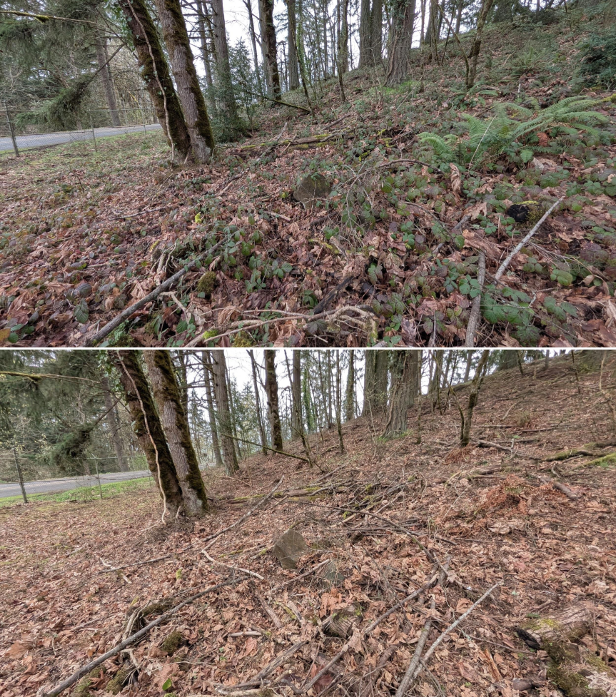 Before and after goat grazing in Lane County, Oregon, 03/10/26, photo 12