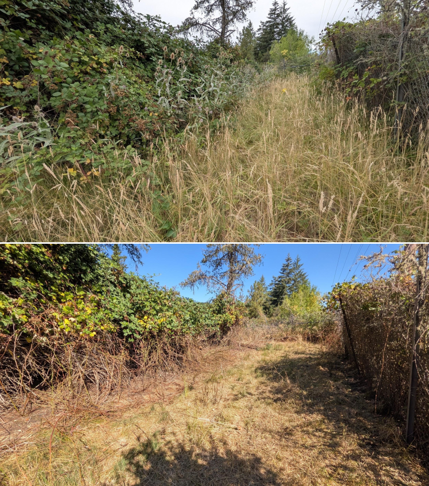 Before and after goat grazing in Lane County, Oregon, 07/21/26, photo 24