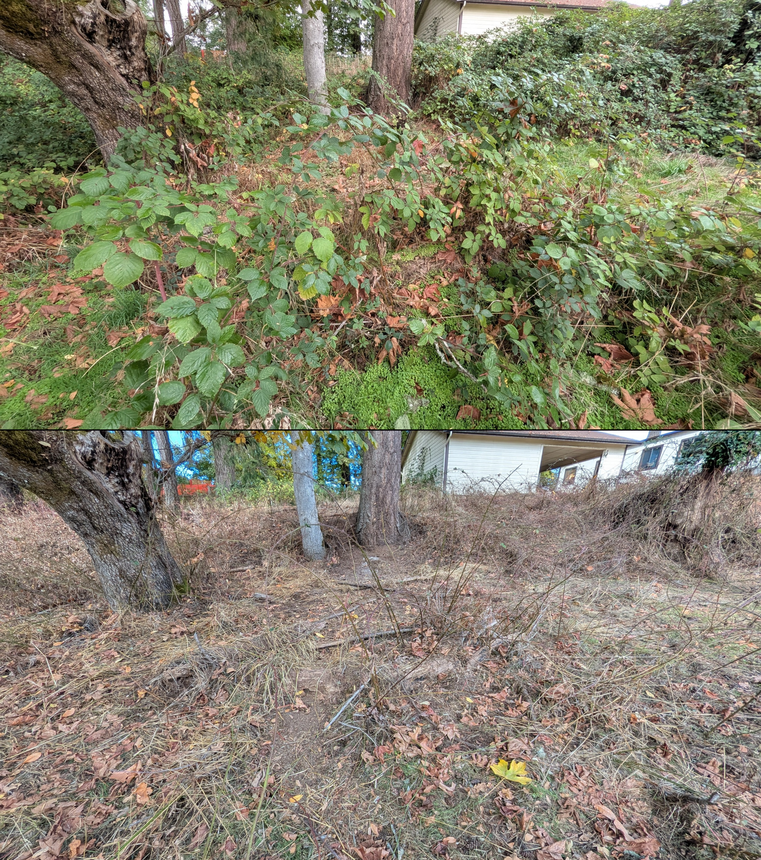 Before and after goat grazing in Lane County, Oregon, 08/27/26, photo 78