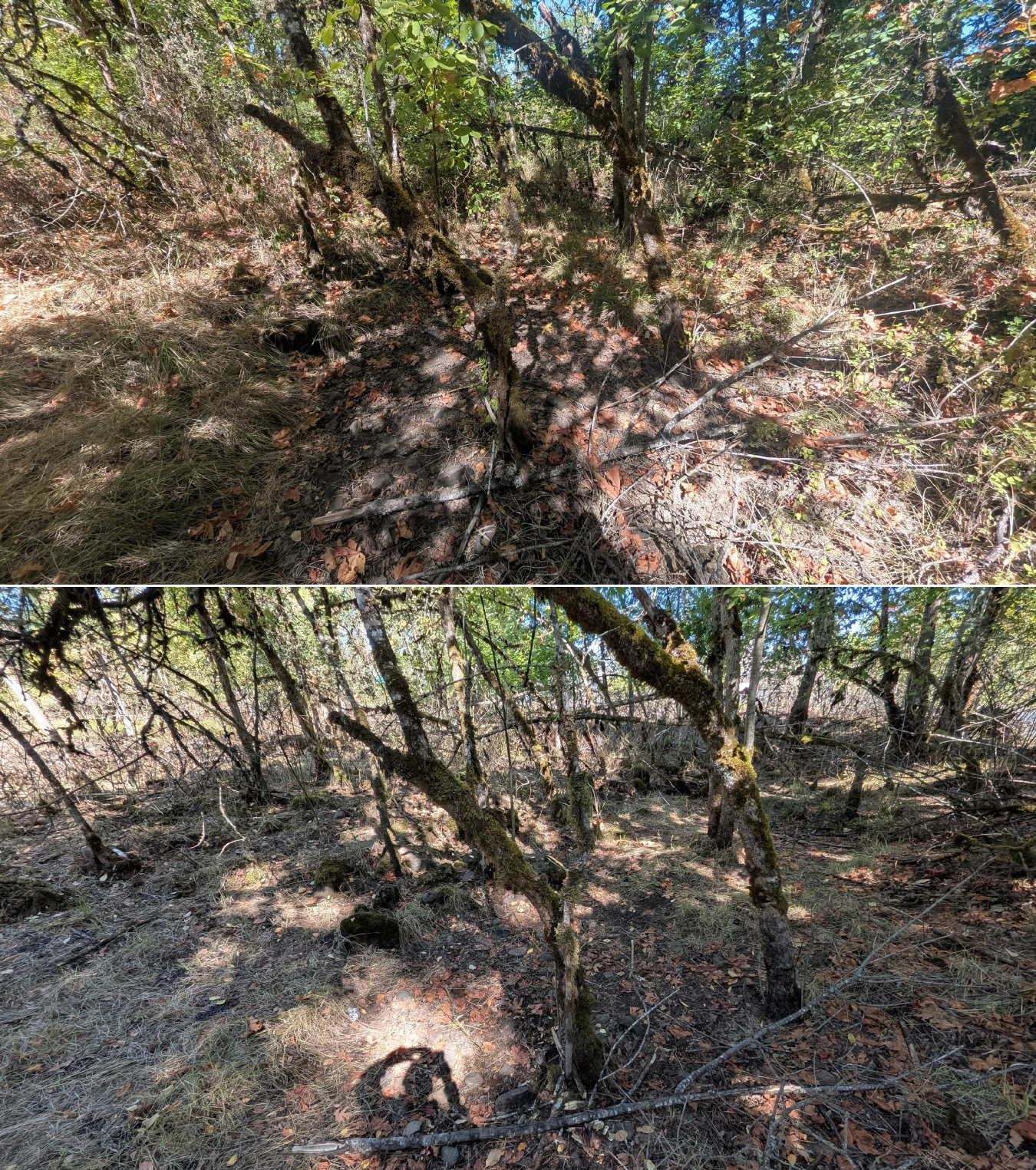 Goat grazing before and after in Springfield, Oregon, 08/27/26, photo 27