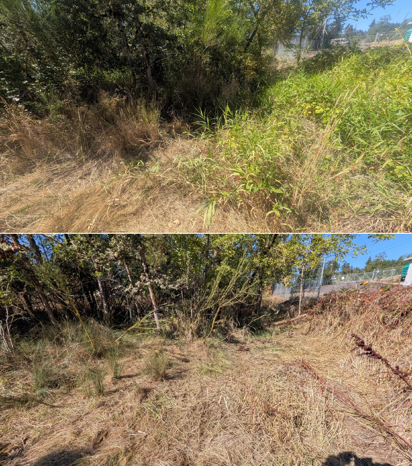 Goat grazing before and after in Springfield, Oregon, 08/27/26, photo 3