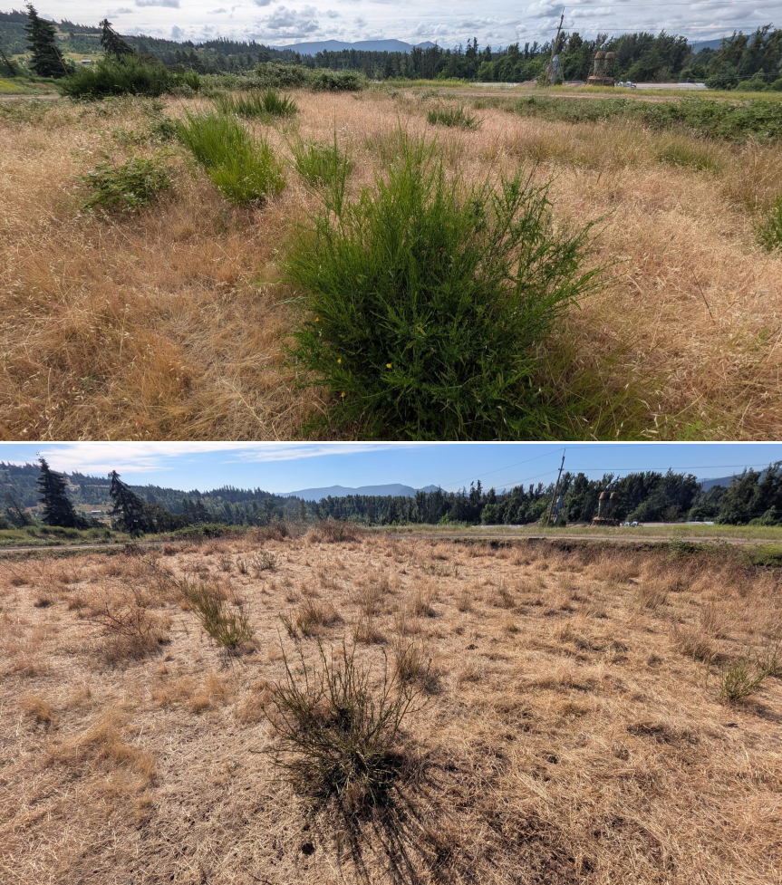 Before and after goat grazing in Lane County, Oregon, 06/05/26, photo 18