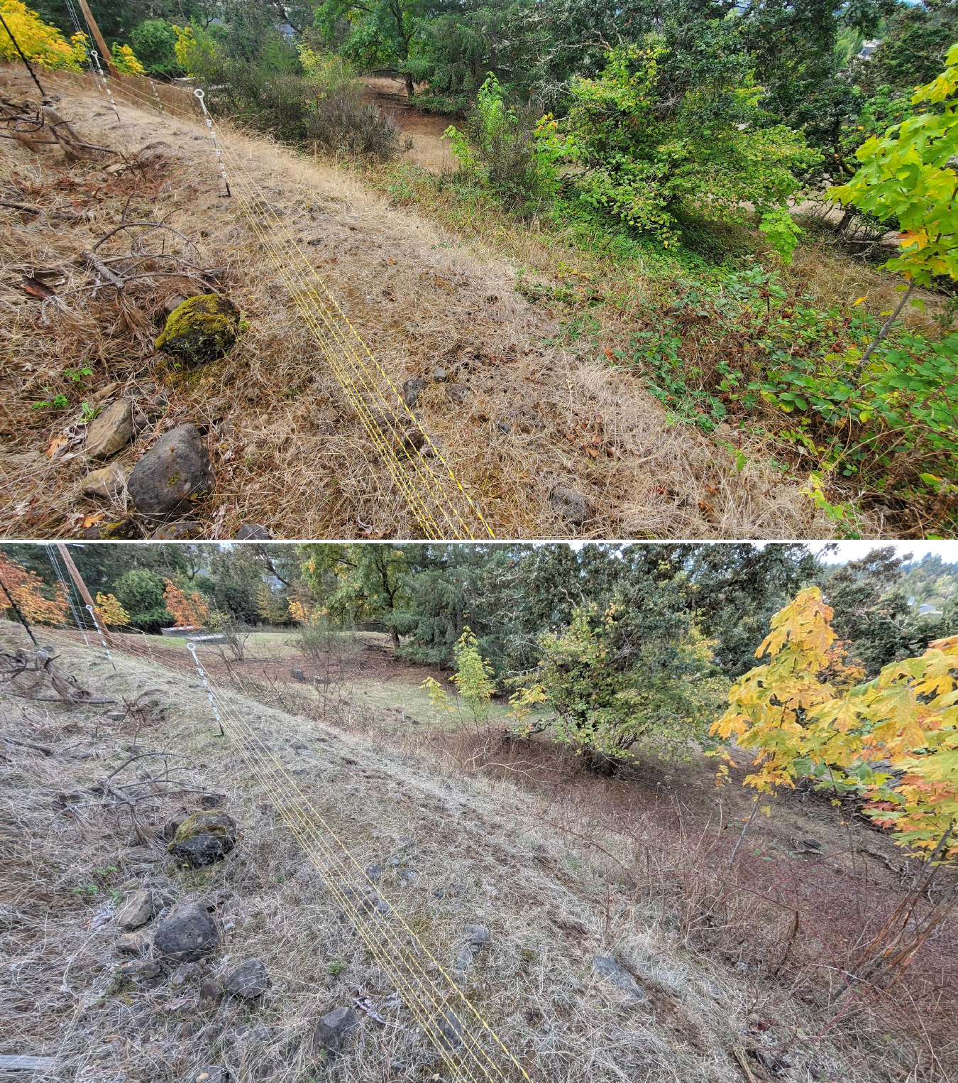 Goat grazing before and after in Springfield, Oregon, 10/02/25, photo 3