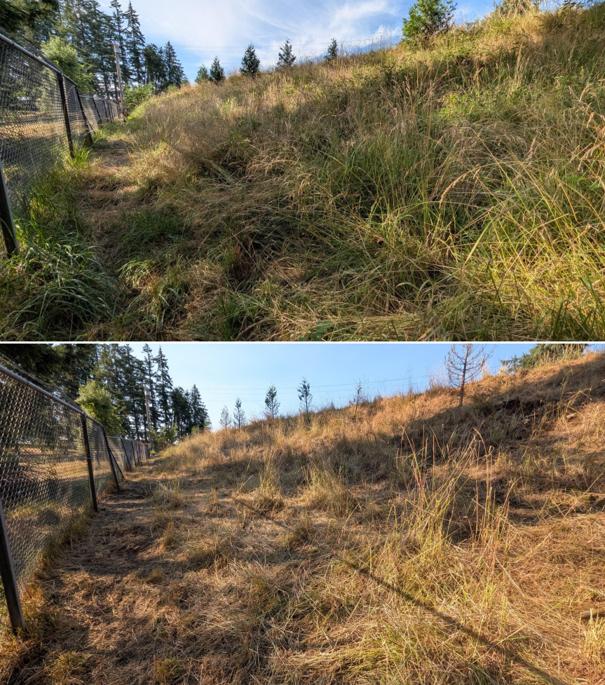 Before and after goat grazing in Lane County, Oregon, 07/06/26, photo 12