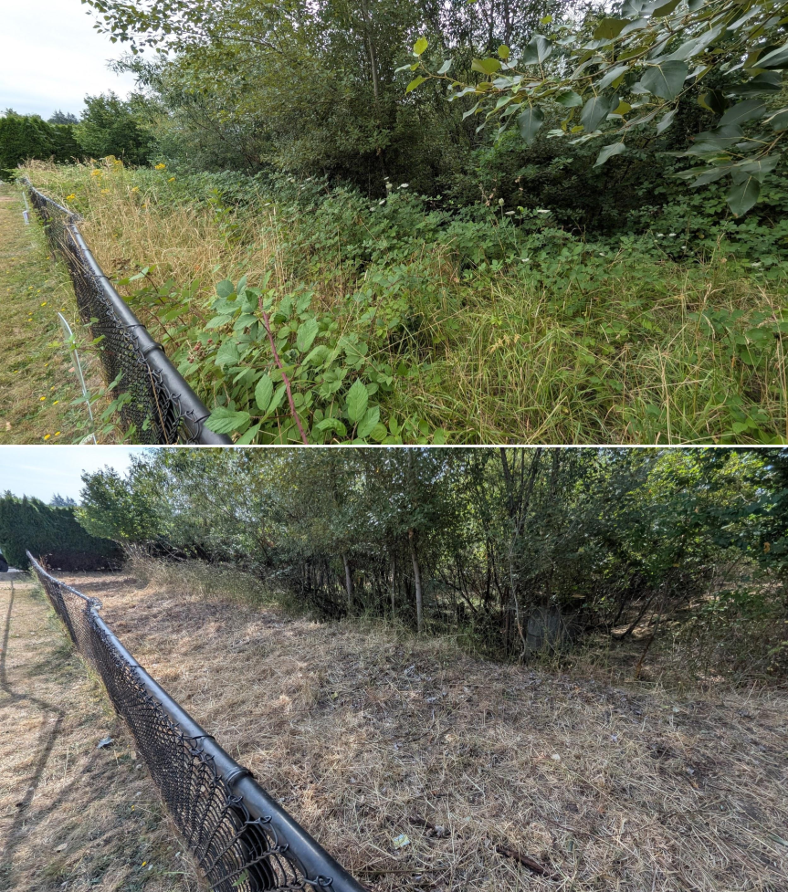 Before and after goat grazing in Lane County, Oregon, 07/25/26, photo 16