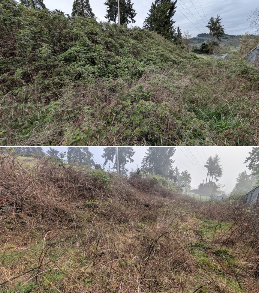 Goat grazing before and after in Springfield, Oregon, 03/30/26, photo 13