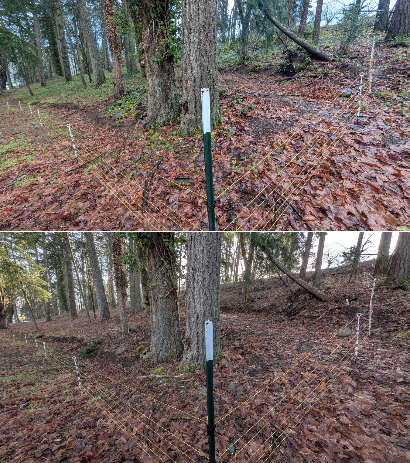 Before and after goat grazing in Lane County, Oregon, 12/23/25, photo 20