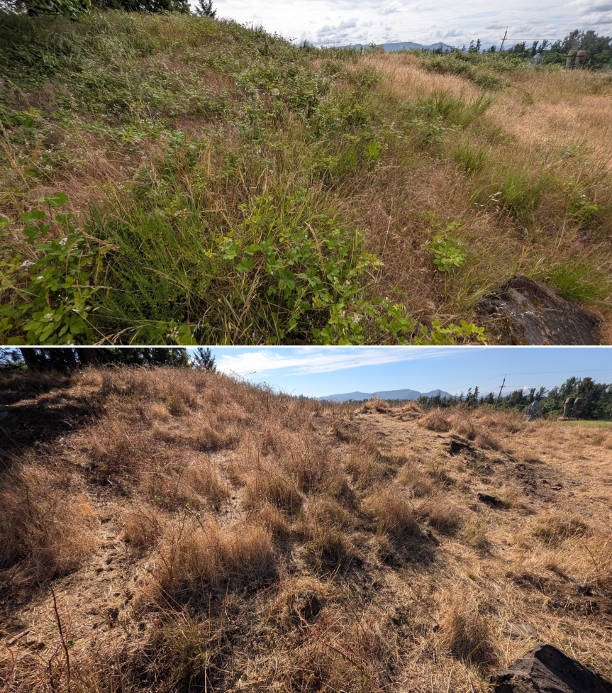 Goat grazing before and after in Springfield, Oregon, 06/05/26, photo 11