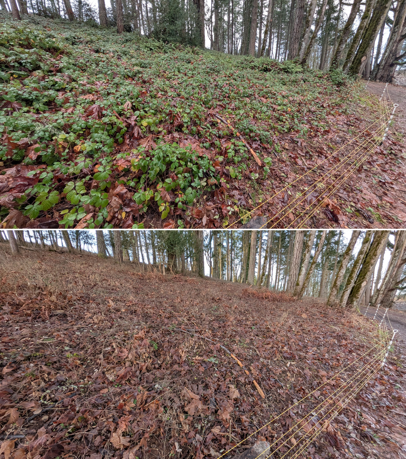 Before and after goat grazing in Lane County, Oregon, 12/23/25, photo 10