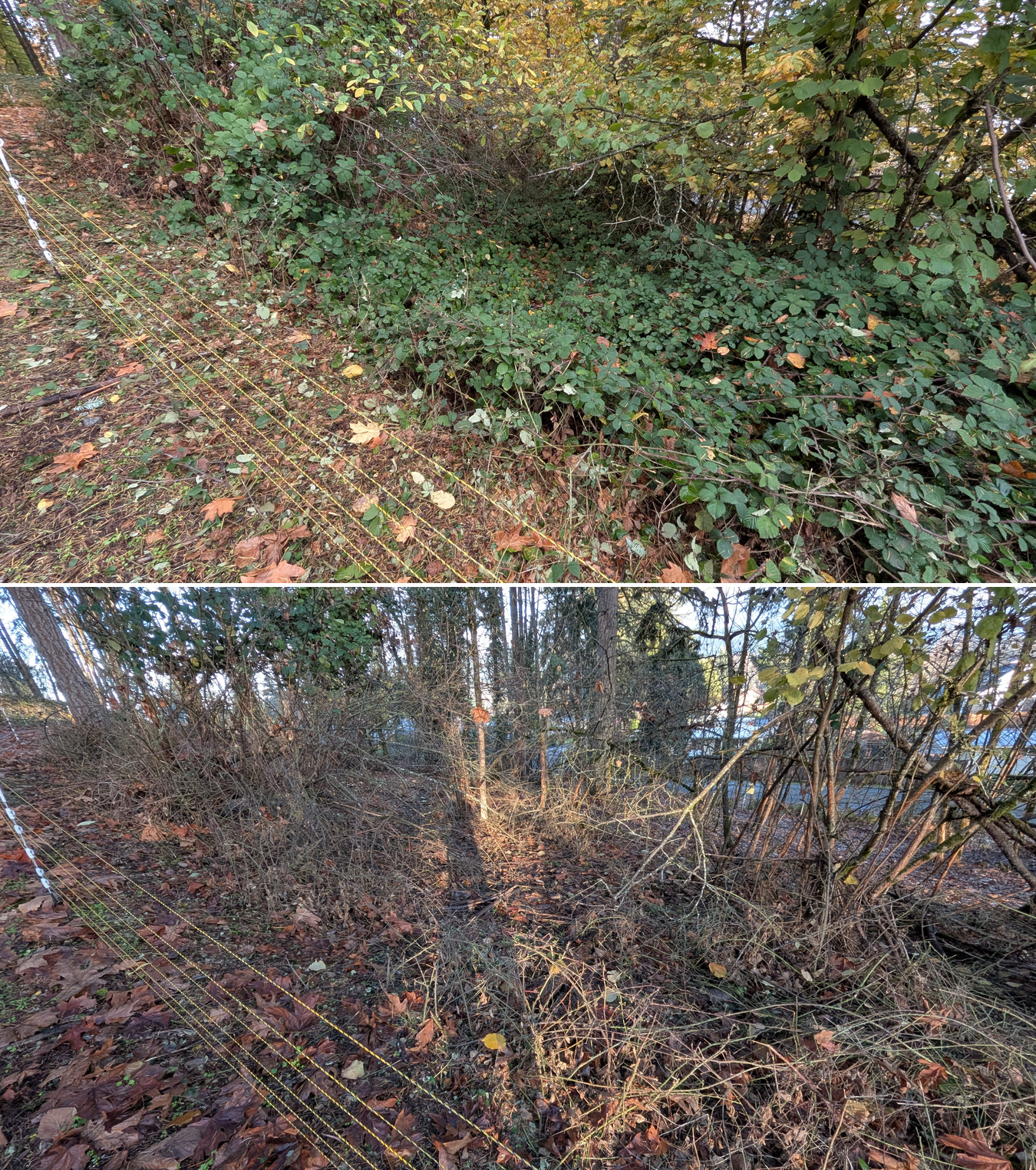 Goat grazing before and after in Springfield, Oregon, 11/01/25, photo 37