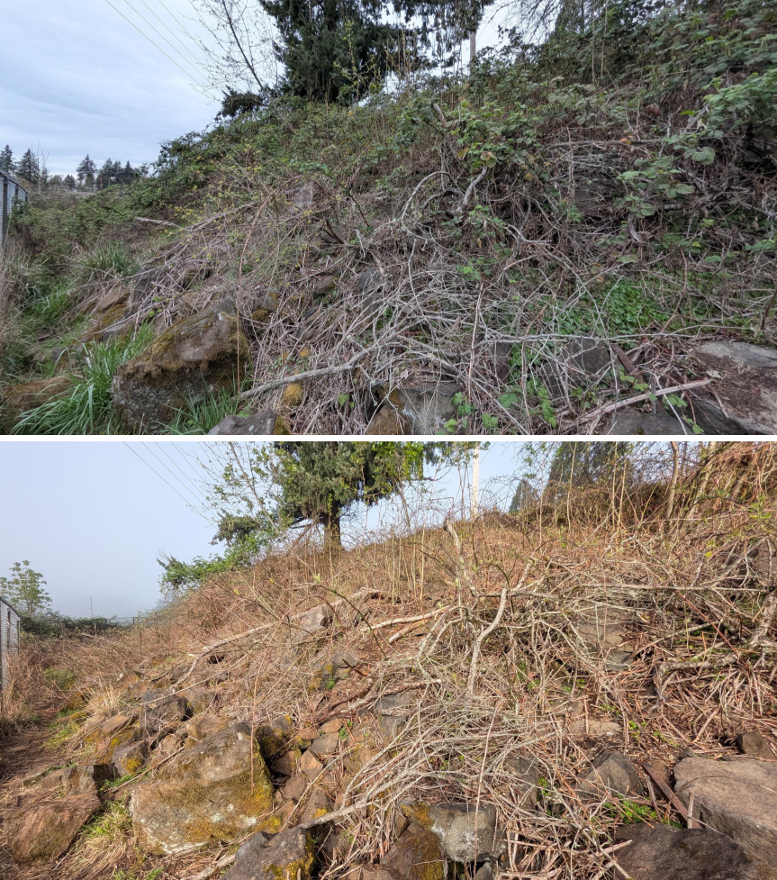 Goat grazing before and after in Springfield, Oregon, 03/30/26, photo 9