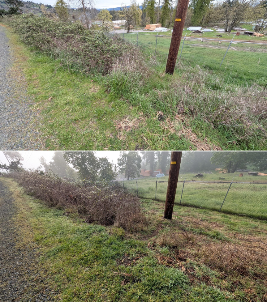 Before and after goat grazing in Lane County, Oregon, 03/30/26, photo 6