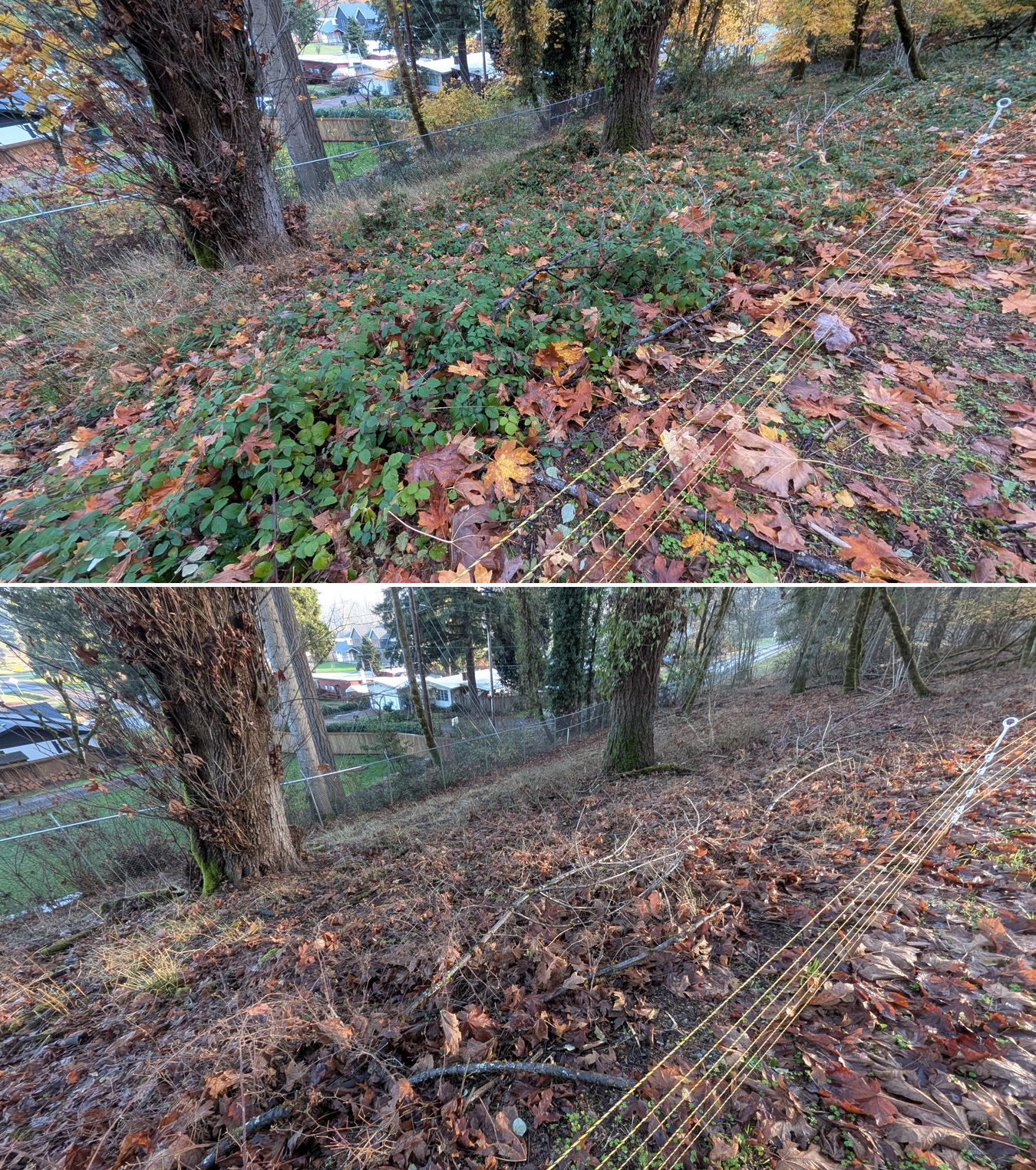 Before and after goat grazing in Lane County, Oregon, 11/01/25, photo 30