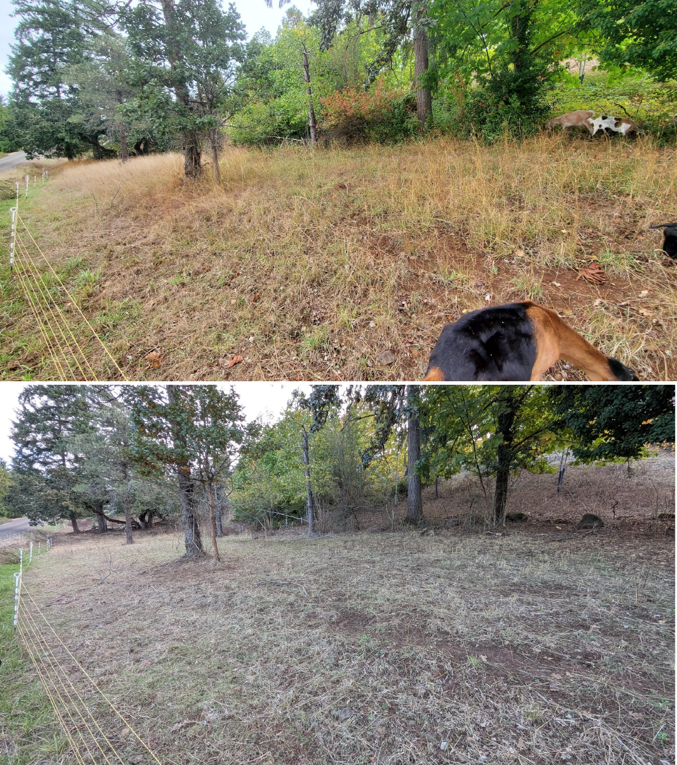 Goat grazing before and after in Springfield, Oregon, 10/02/25, photo 13