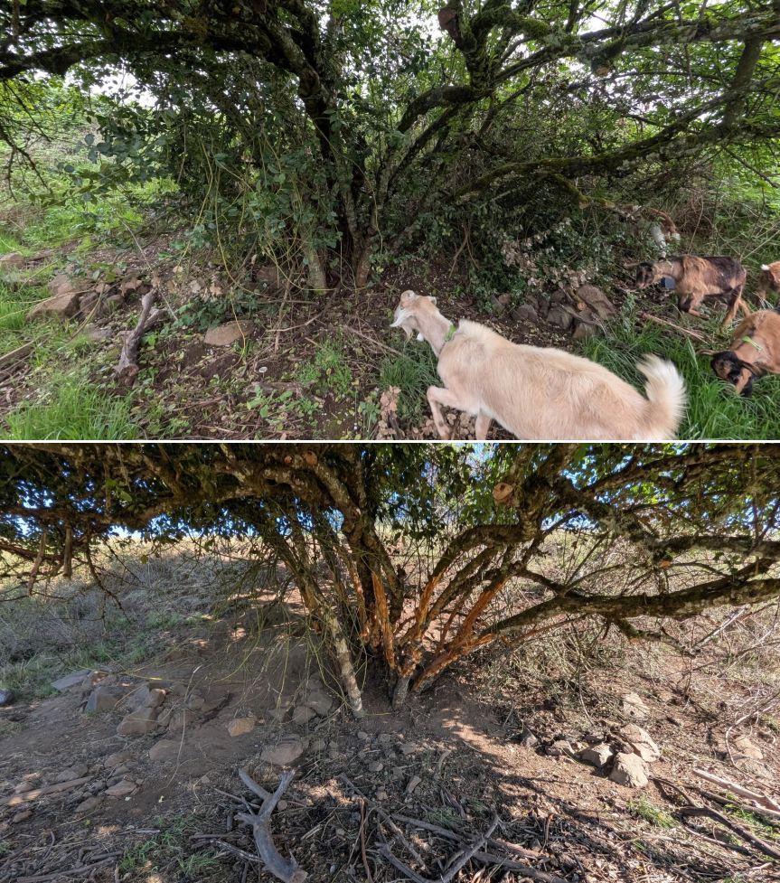 Before and after goat grazing in Lane County, Oregon, 04/23/26, photo 2