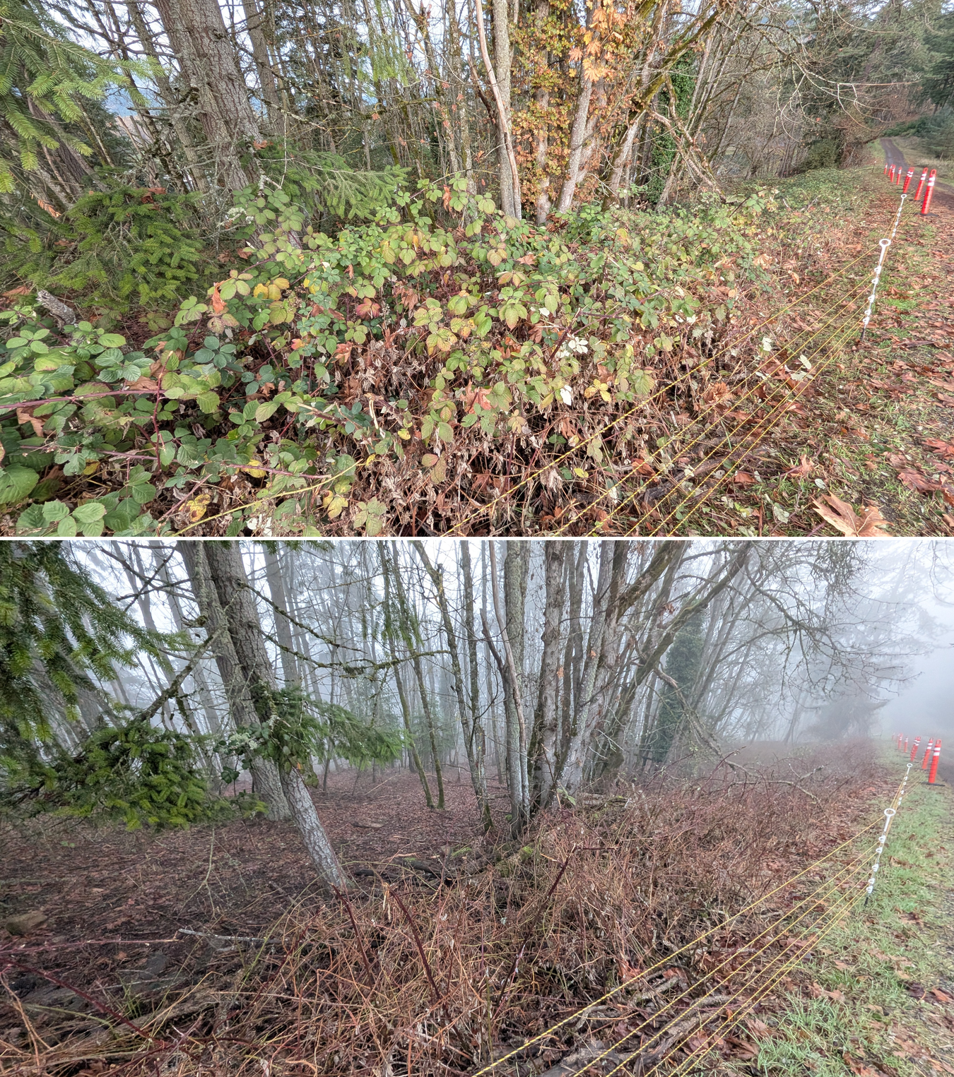 Before and after goat grazing in Lane County, Oregon, 12/01/25, photo 2