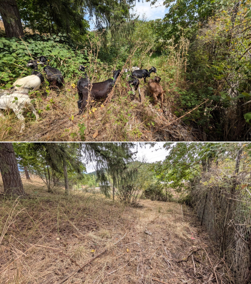 Goat Grazing 07/21/26