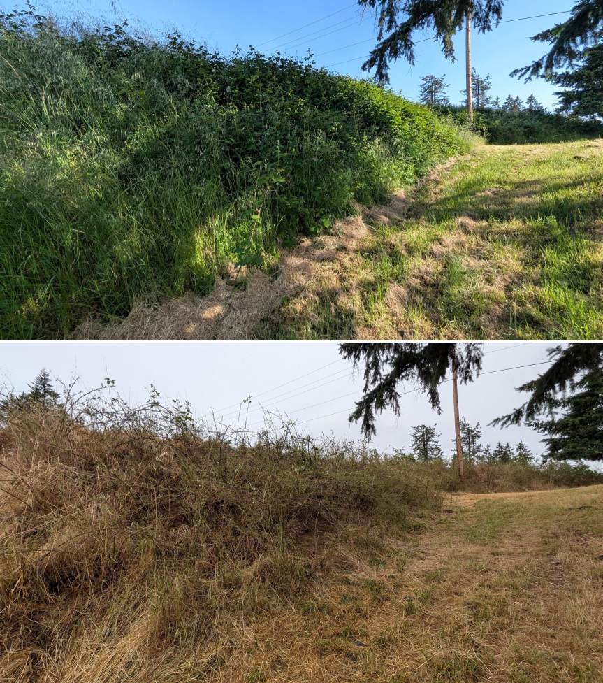Goat grazing before and after in Springfield, Oregon, 05/18/26, photo 7