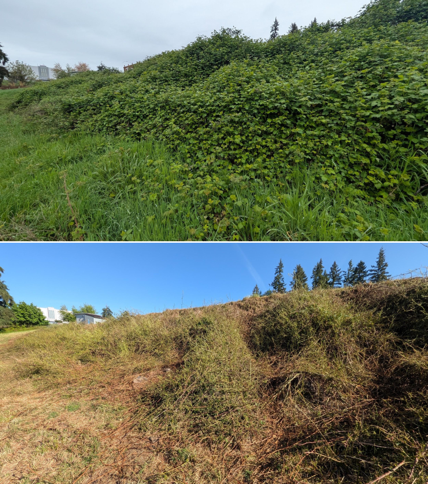 Goat grazing before and after in Springfield, Oregon, 04/23/26, photo 11