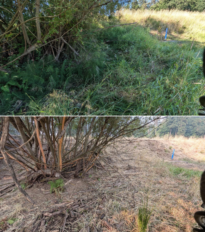 Before and after goat grazing in Lane County, Oregon, 07/27/26, photo 2