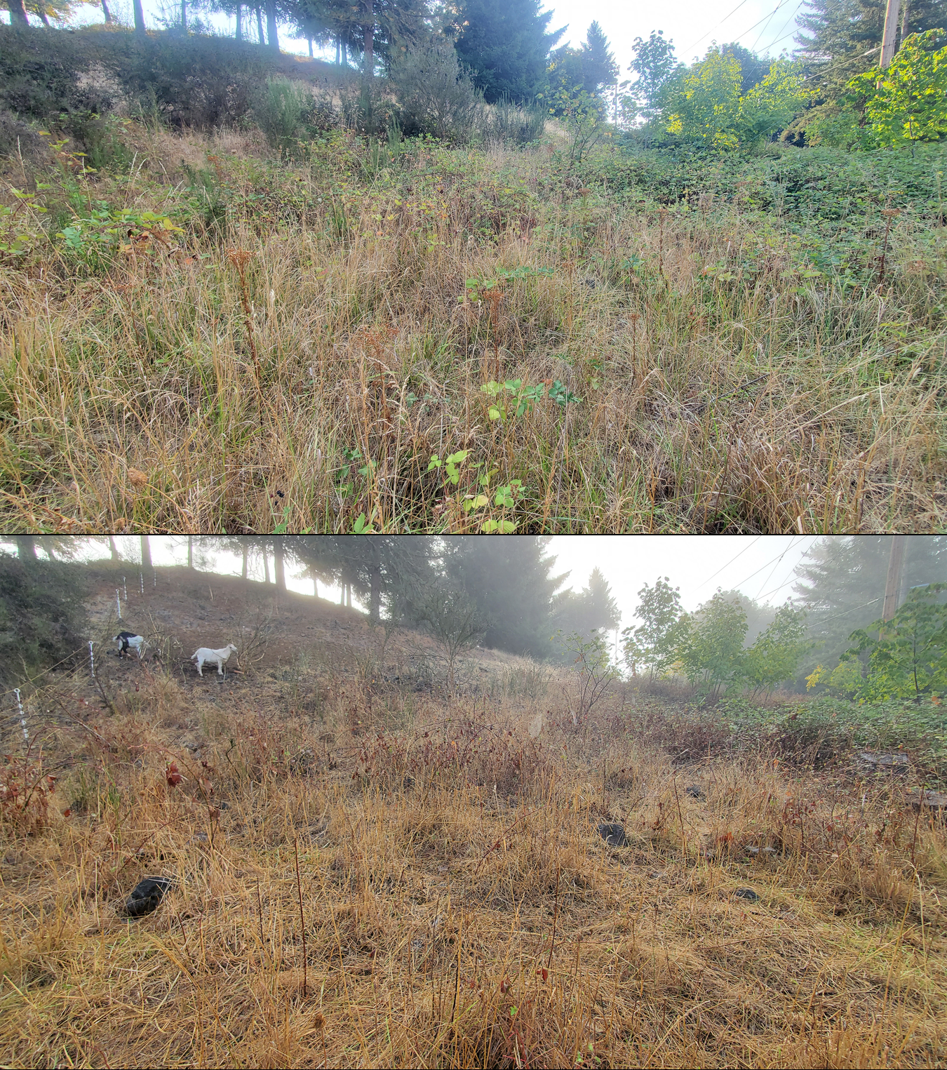 Before and after goat grazing in Lane County, Oregon, 09/08/25, photo 12