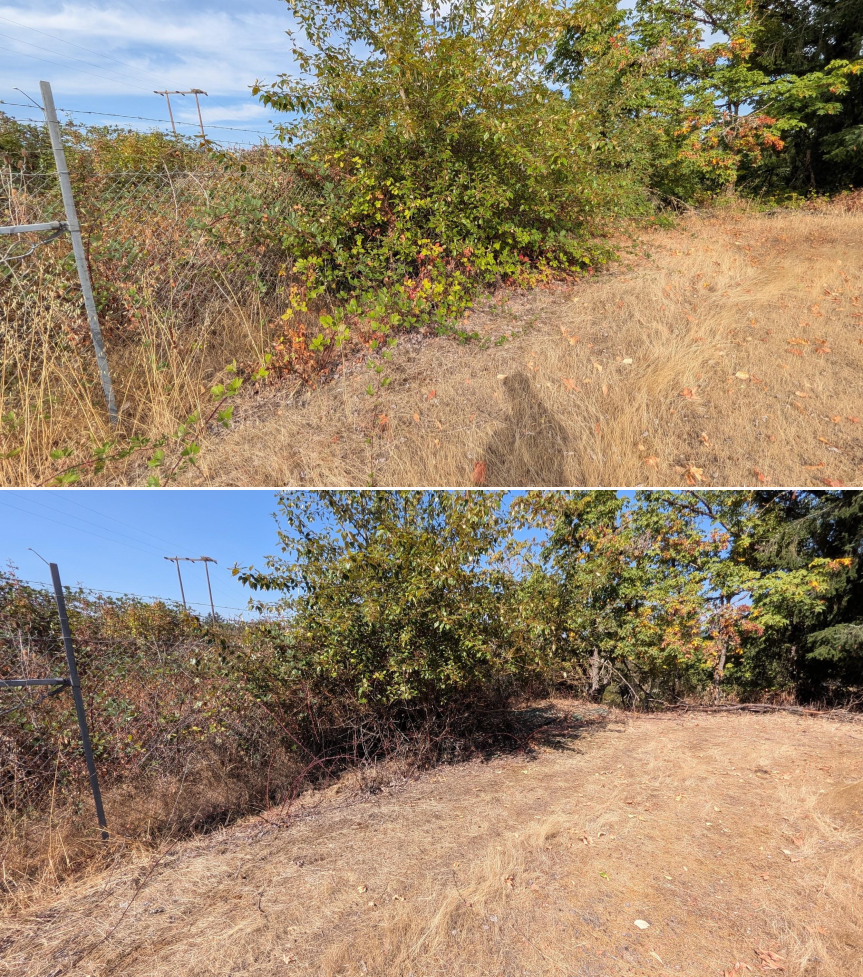 Goat grazing before and after in Springfield, Oregon, 08/11/26, photo 11