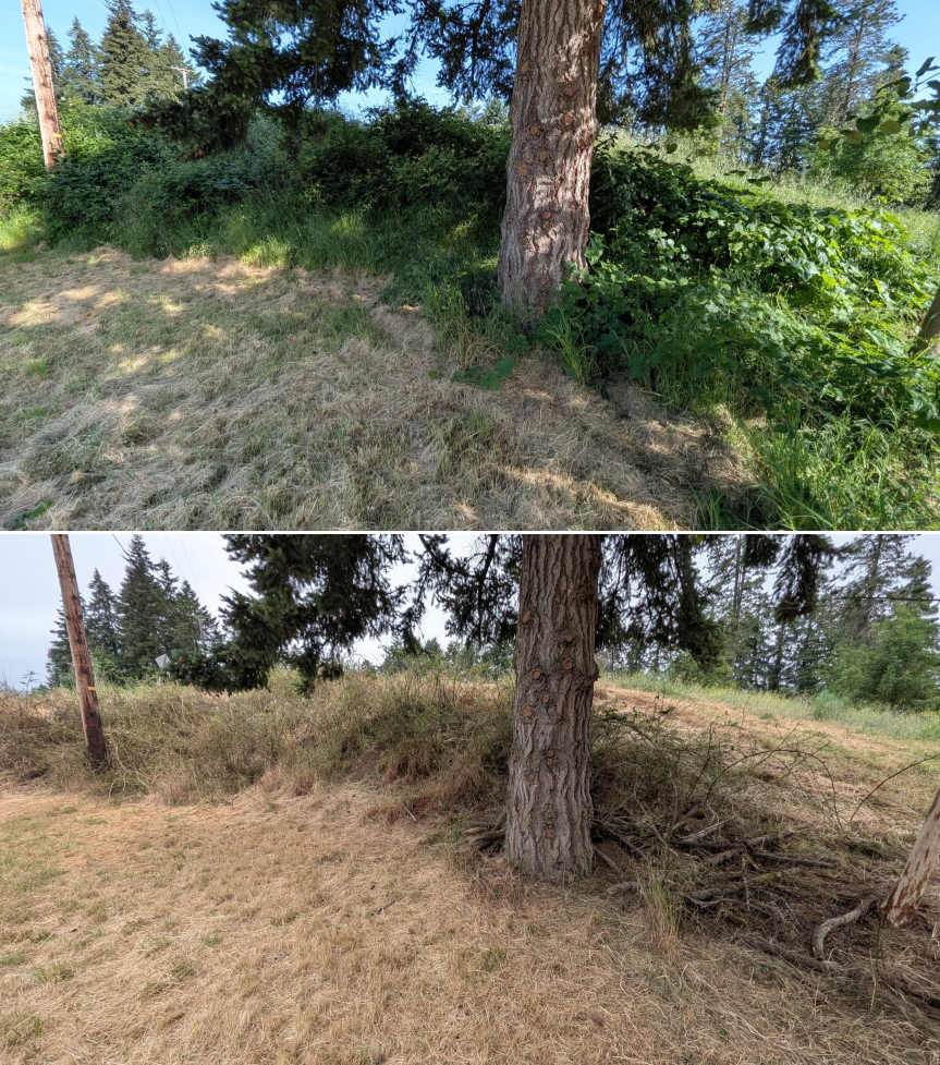 Before and after goat grazing in Lane County, Oregon, 05/18/26, photo 10