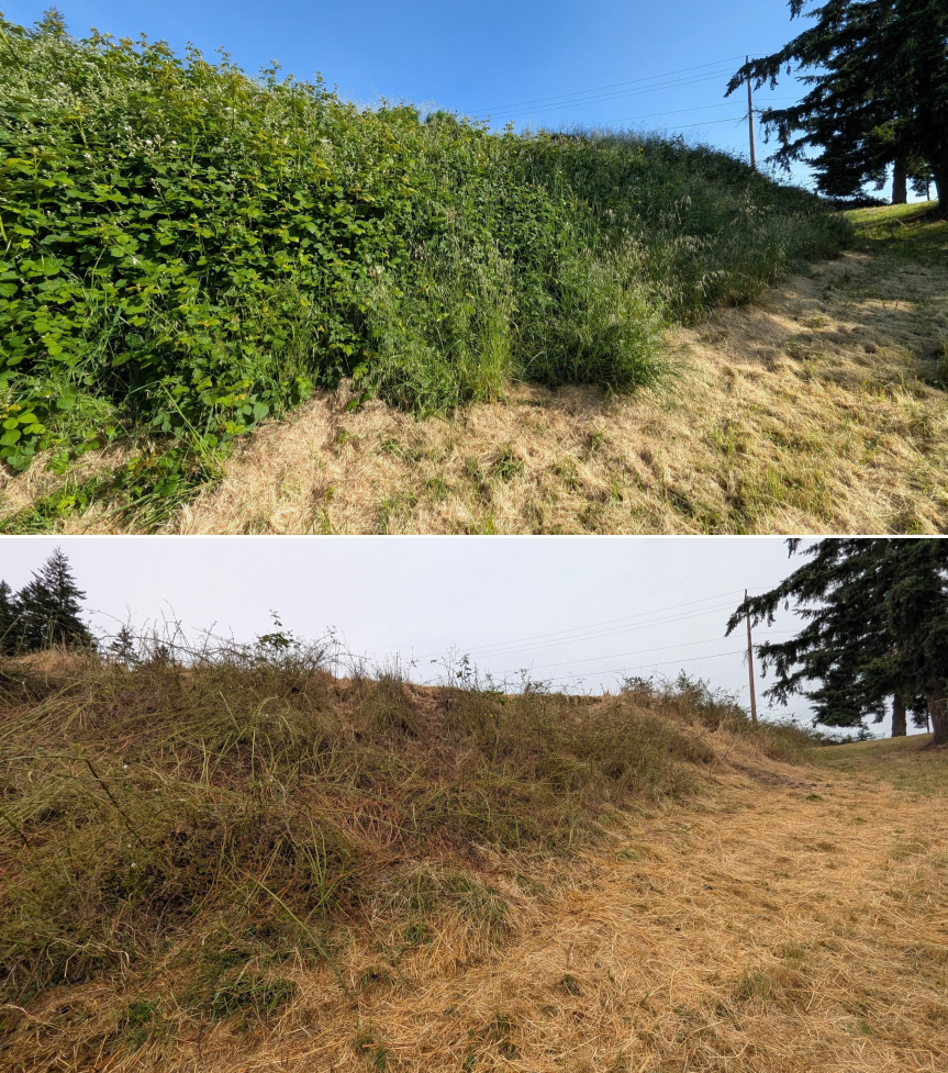 Goat grazing before and after in Springfield, Oregon, 05/18/26, photo 5