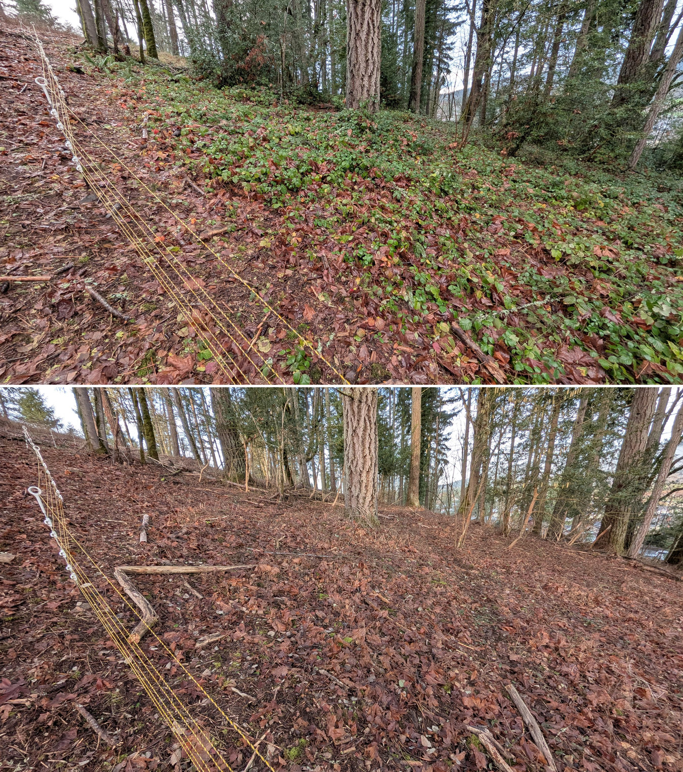 Goat grazing before and after in Springfield, Oregon, 12/23/25, photo 5