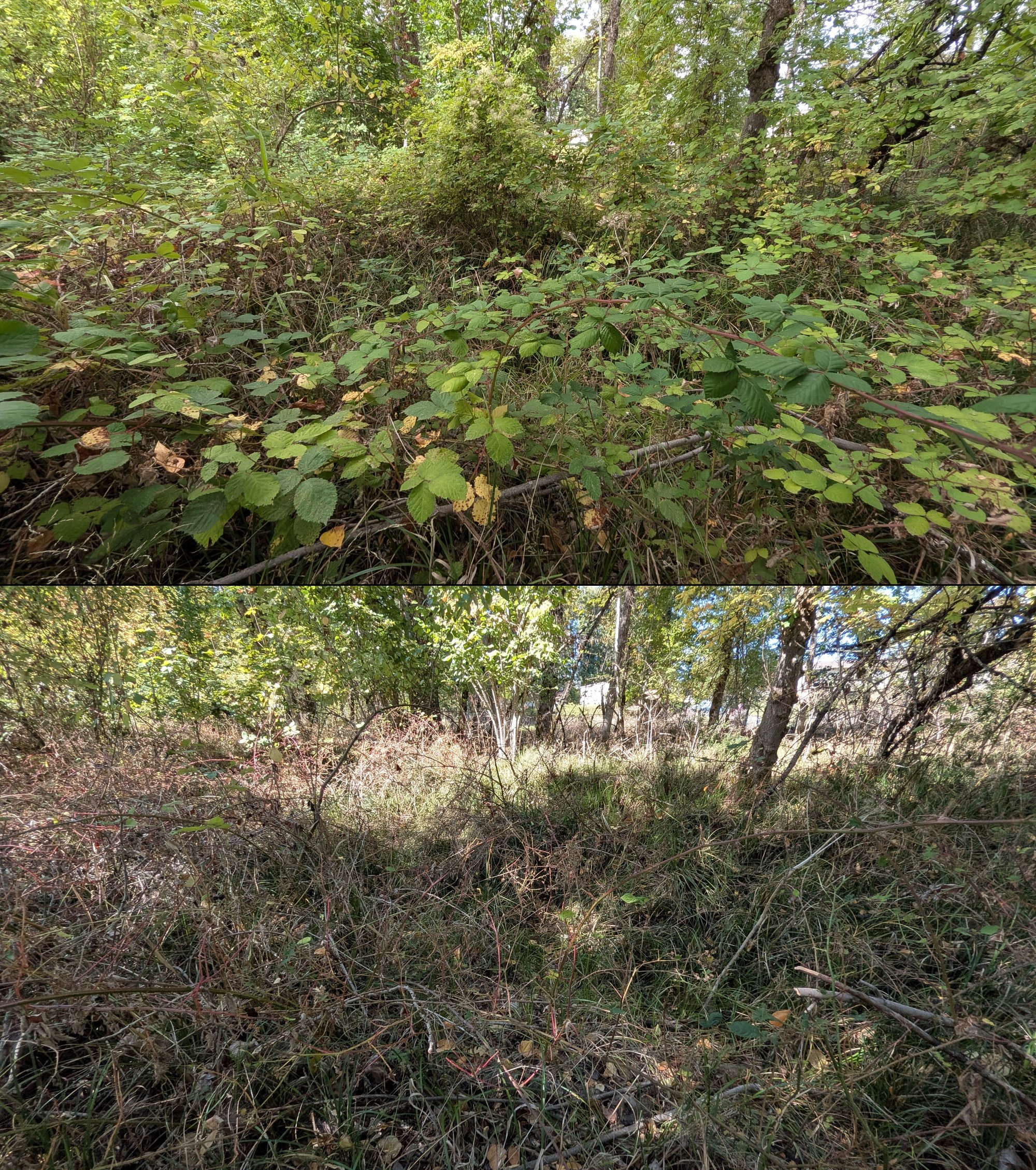 Goat grazing before and after in Springfield, Oregon, 08/27/26, photo 55