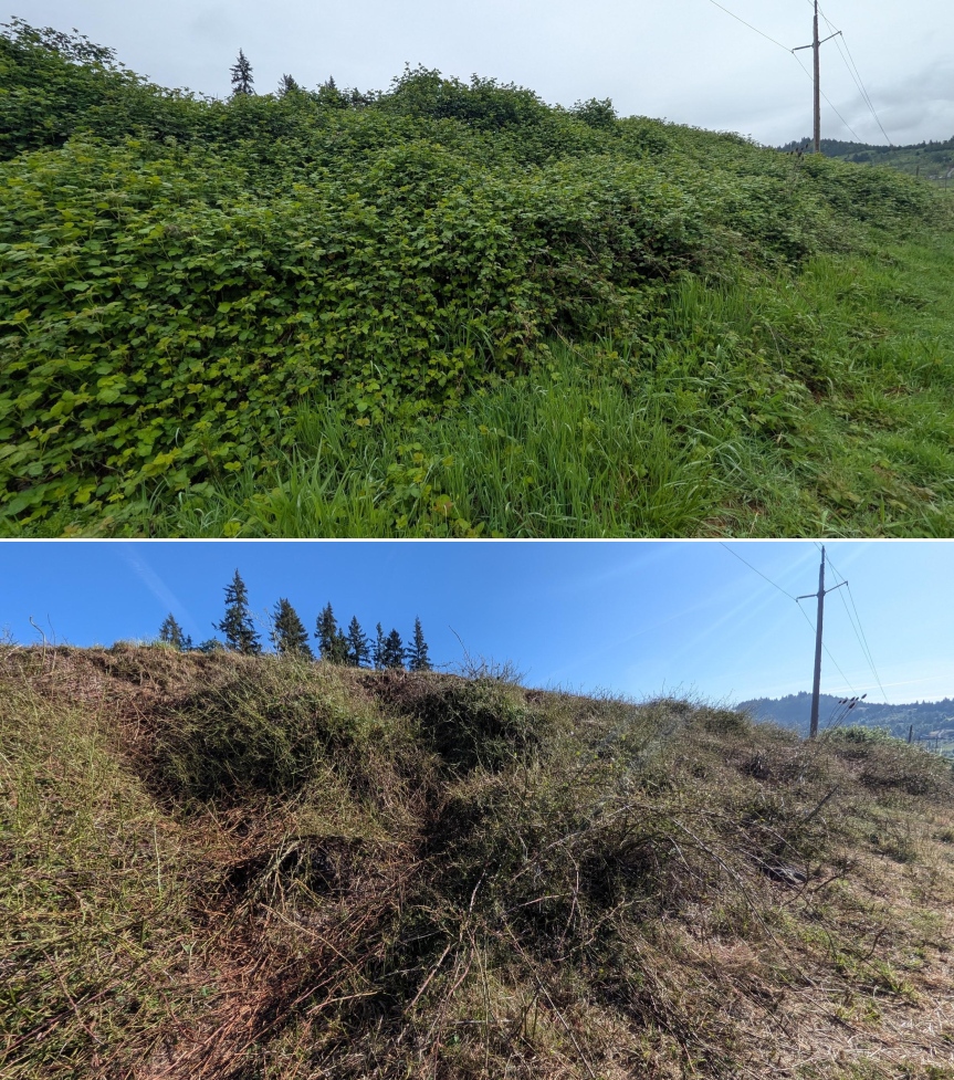 Before and after goat grazing in Lane County, Oregon, 04/23/26, photo 10