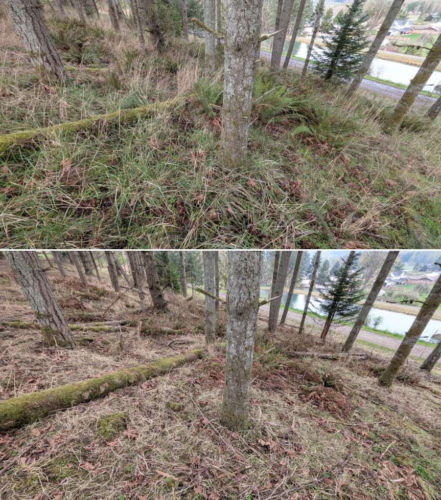 Goat grazing before and after in Springfield, Oregon, 03/10/26, photo 9