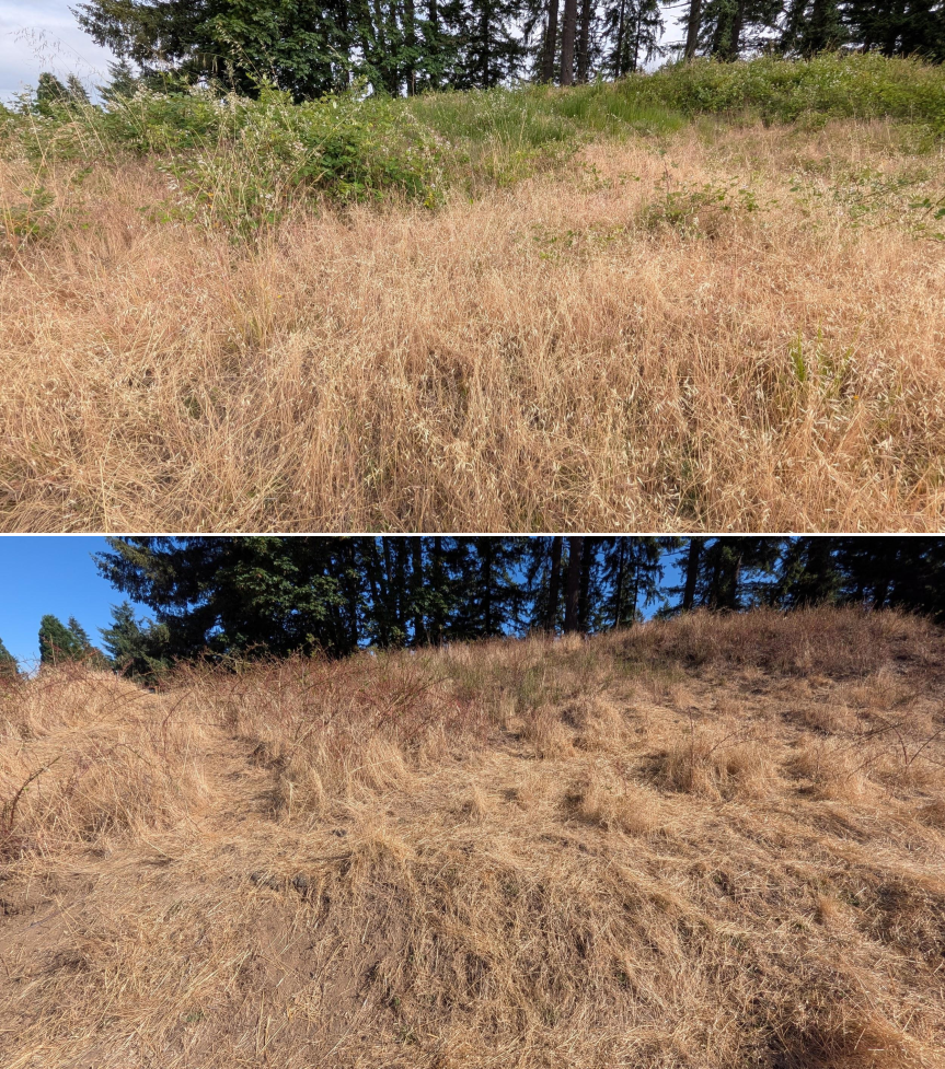 Before and after goat grazing in Lane County, Oregon, 06/05/26, photo 16