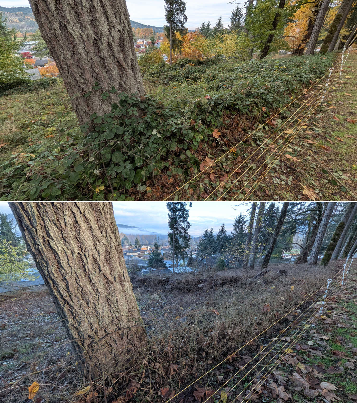 Before and after goat grazing in Lane County, Oregon, 11/01/25, photo 24