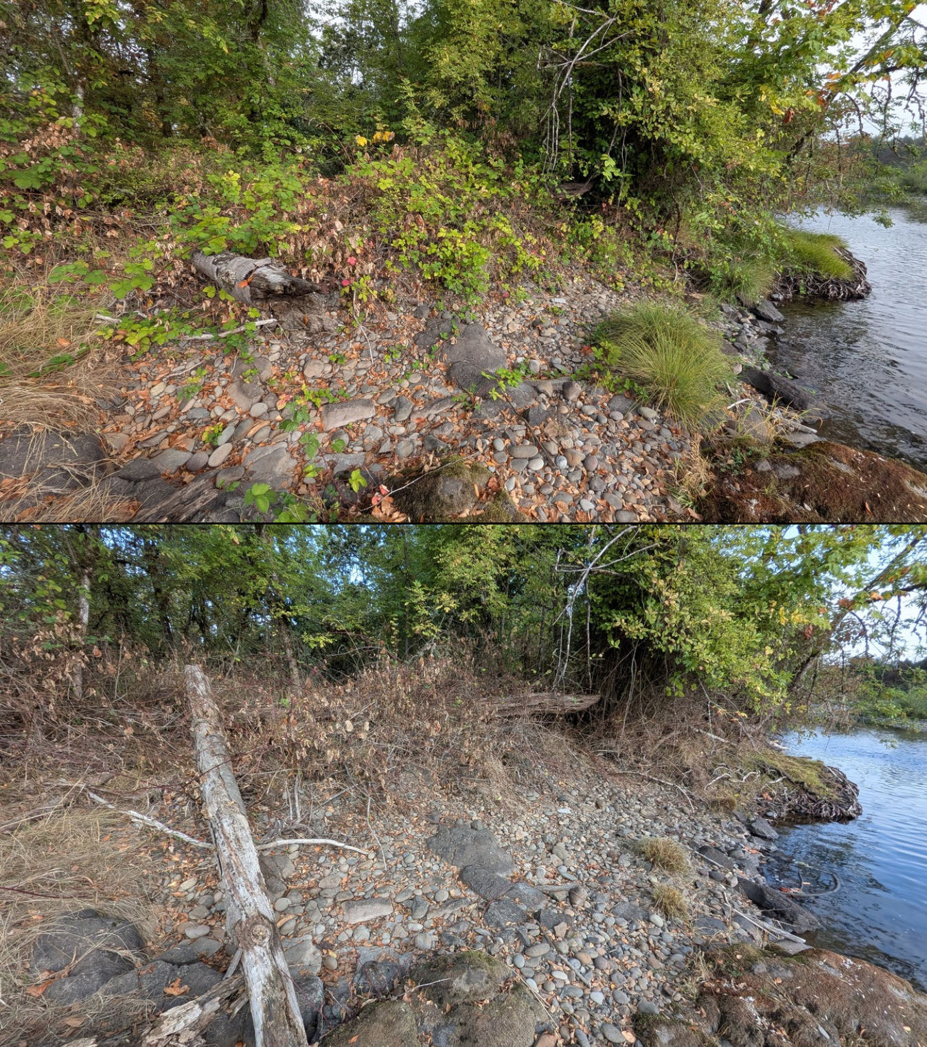 Before and after goat grazing in Lane County, Oregon, 08/27/26, photo 42