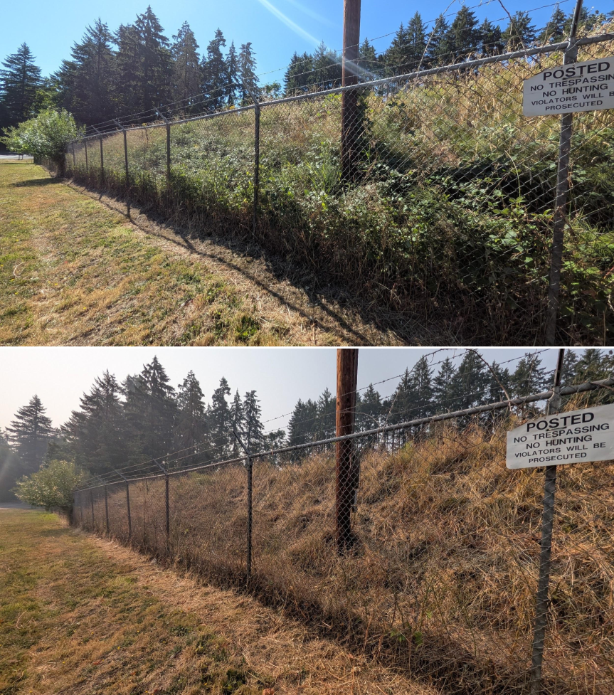 Goat grazing before and after in Springfield, Oregon, 07/27/26, photo 7
