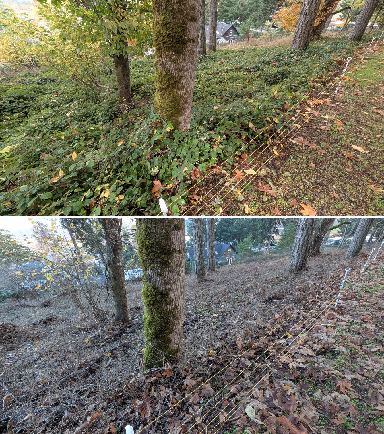 Before and after goat grazing in Lane County, Oregon, 11/01/25, photo 26