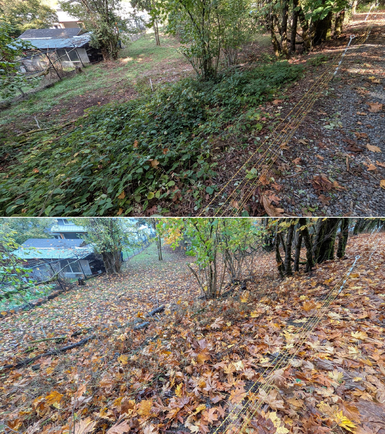 Before and after goat grazing in Lane County, Oregon, 10/16/25, photo 10