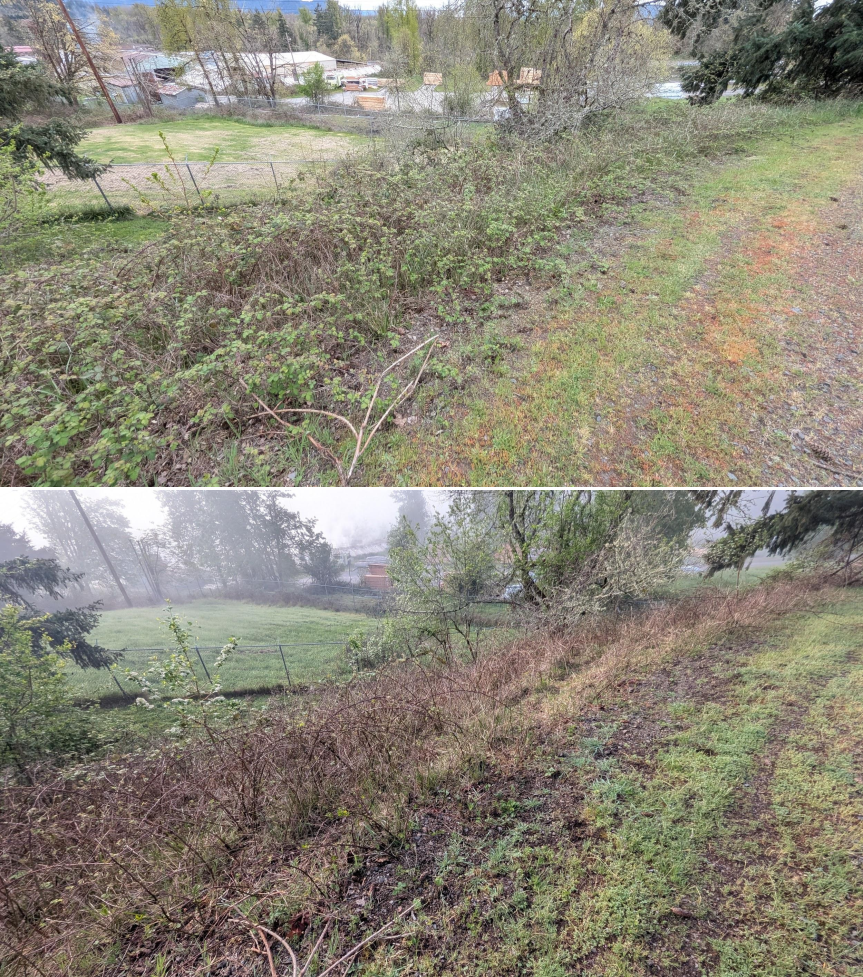 Goat grazing before and after in Springfield, Oregon, 03/30/26, photo 1