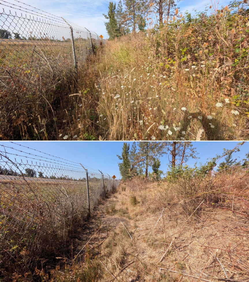 Before and after goat grazing in Lane County, Oregon, 08/11/26, photo 8