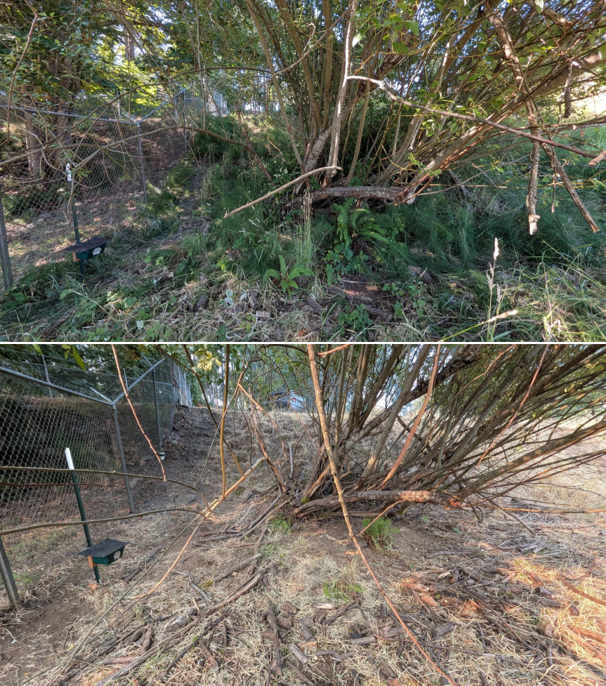 Goat grazing before and after in Springfield, Oregon, 07/27/26, photo 1