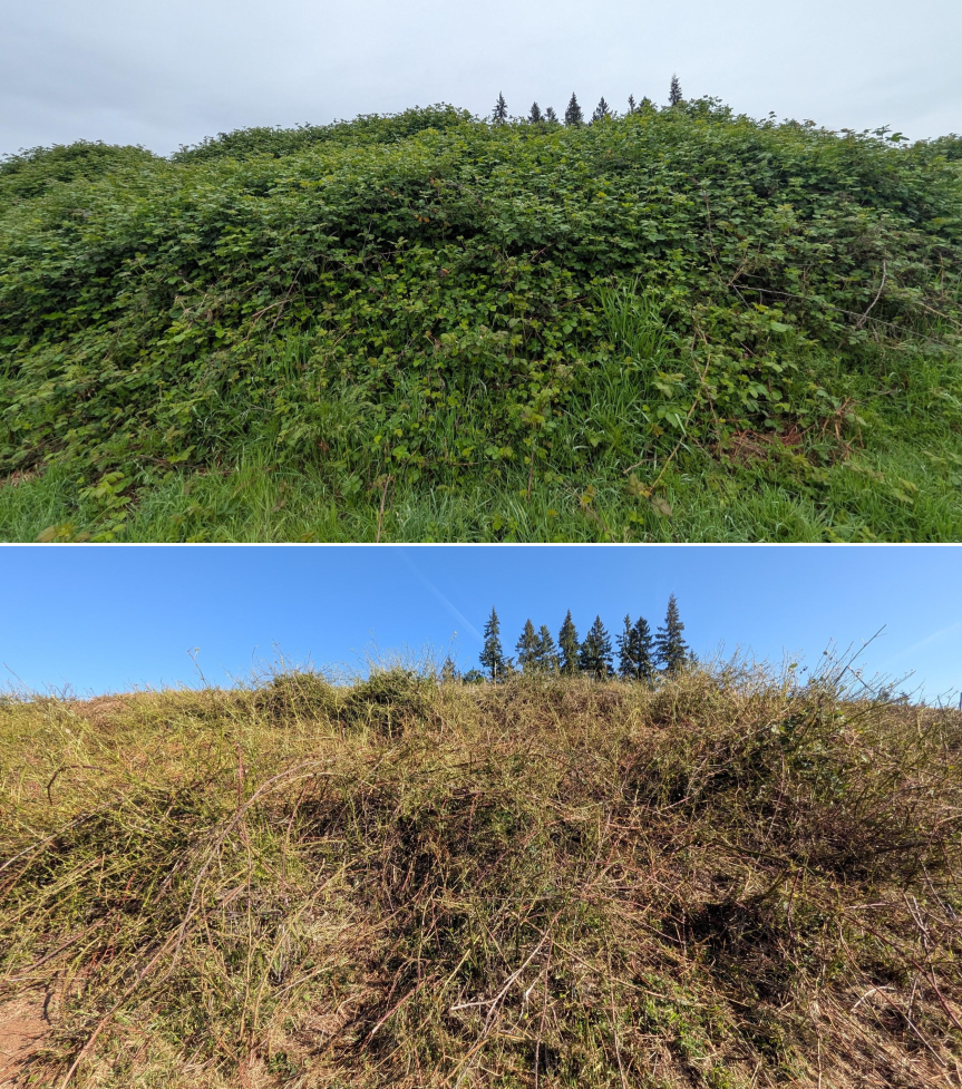 Goat grazing before and after in Springfield, Oregon, 04/23/26, photo 7