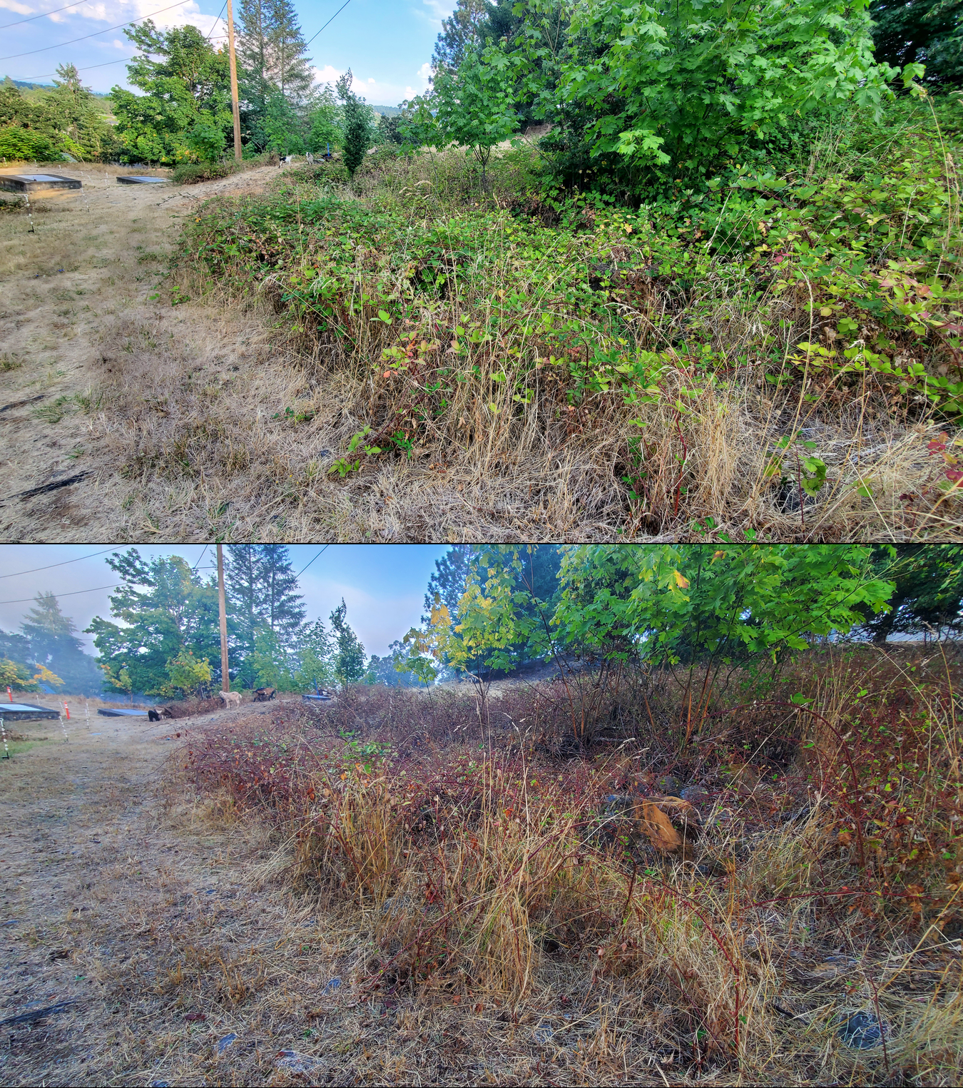 Goat grazing before and after in Springfield, Oregon, 09/08/25, photo 7