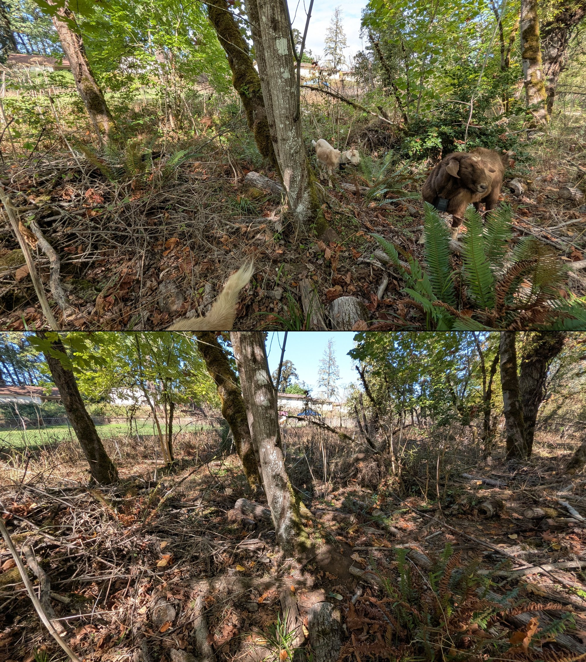 Before and after goat grazing in Lane County, Oregon, 08/27/26, photo 70