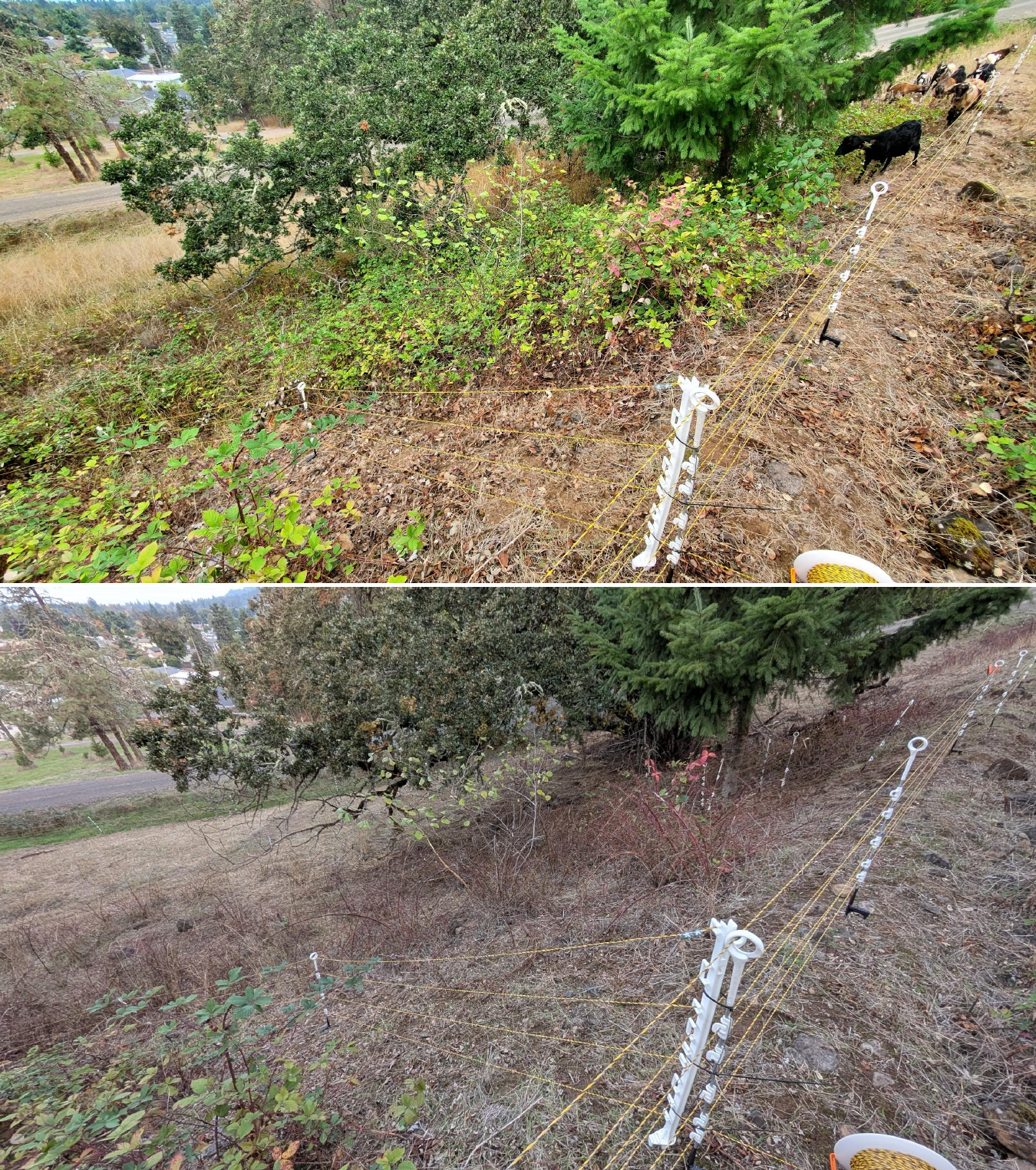 Goat grazing before and after in Springfield, Oregon, 10/02/25, photo 7