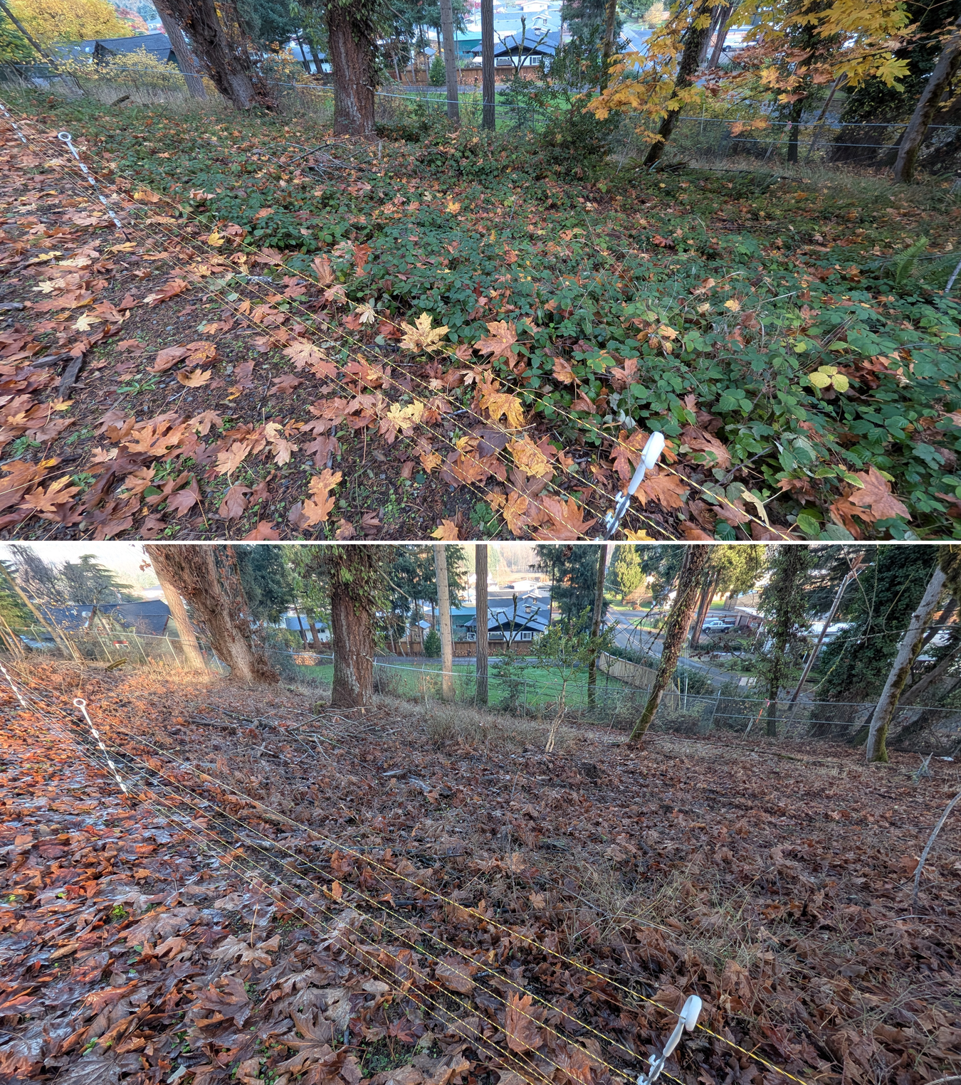 Goat grazing before and after in Springfield, Oregon, 11/01/25, photo 31