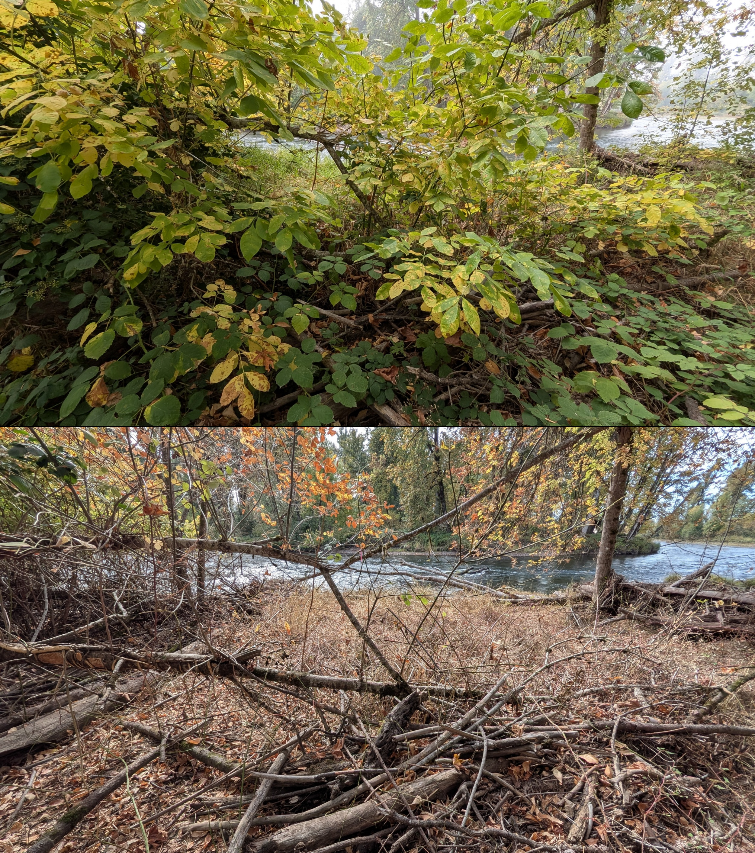 Before and after goat grazing in Lane County, Oregon, 08/27/26, photo 88