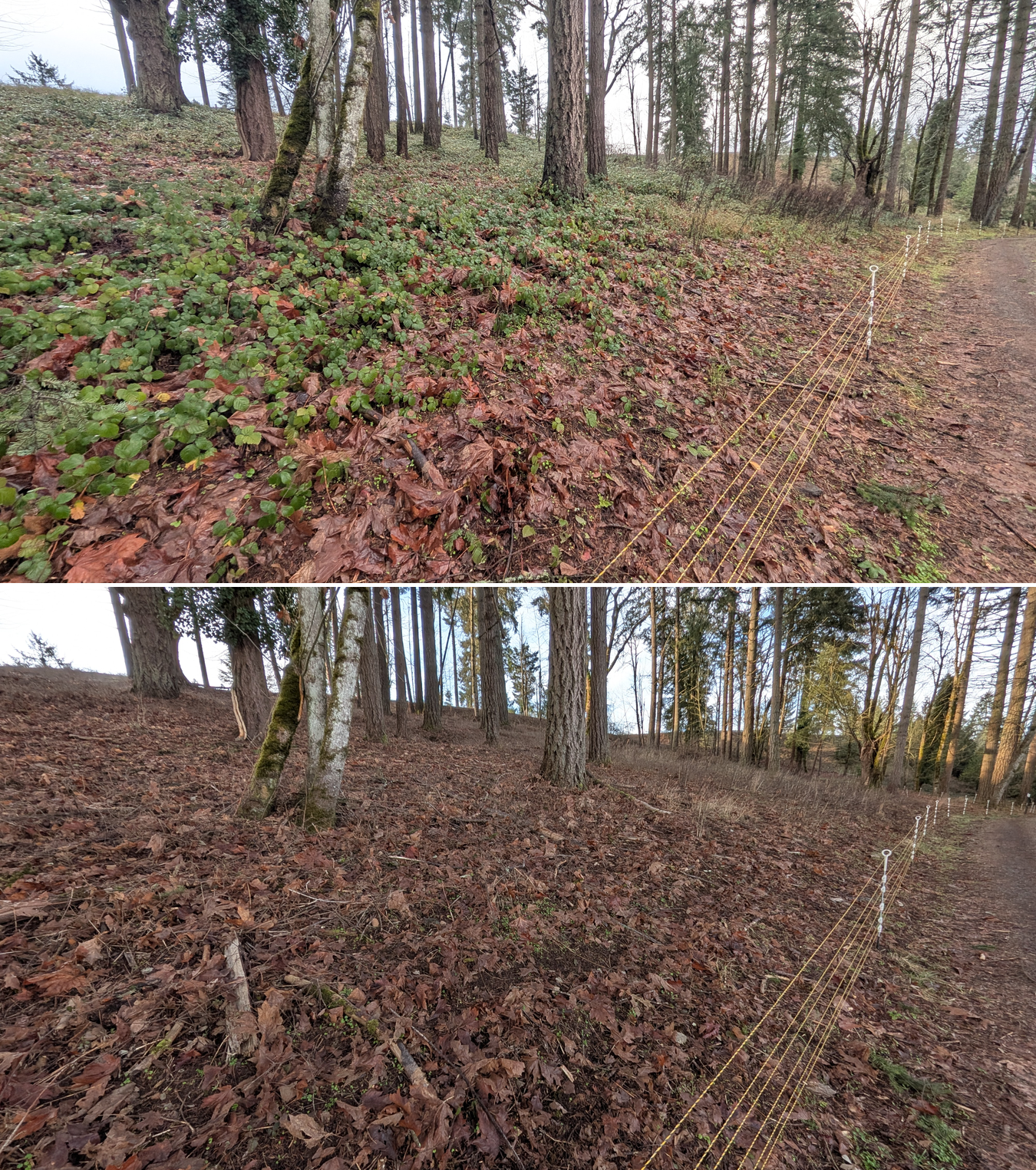 Before and after goat grazing in Lane County, Oregon, 12/23/25, photo 14