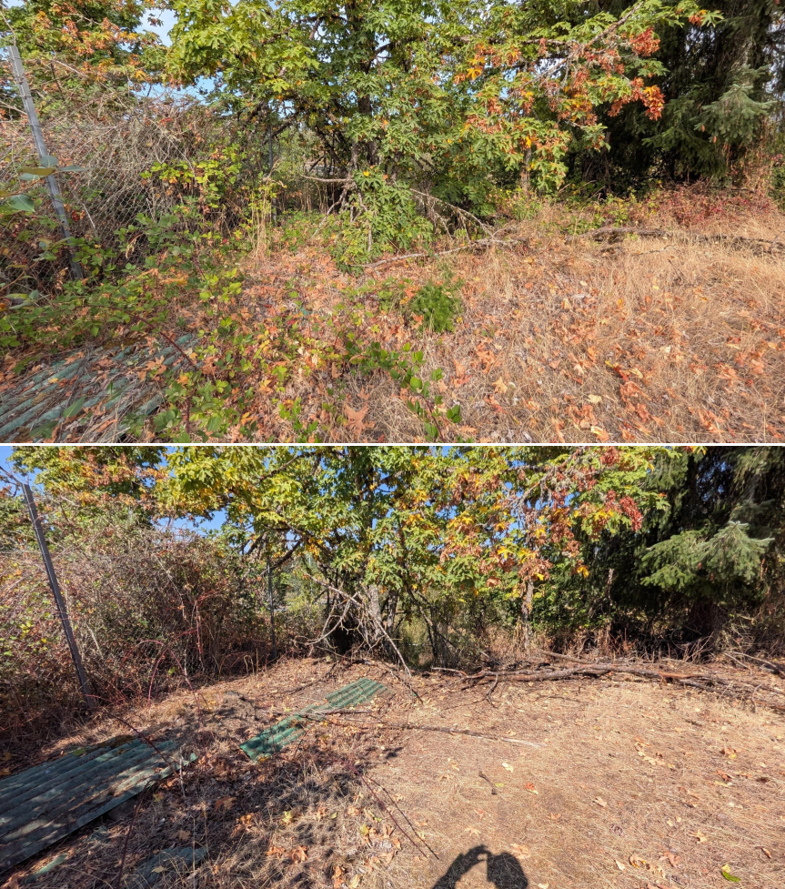Before and after goat grazing in Lane County, Oregon, 08/11/26, photo 12